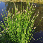 Chalily Creeping Spike Rush, a Great Live Pond Plant for Your Water Garden. Filters The koi and Goldfish Pond. Good for Bogs, Plant Shelf or Shallow Water This marginal Aquatic is a Real Beauty
