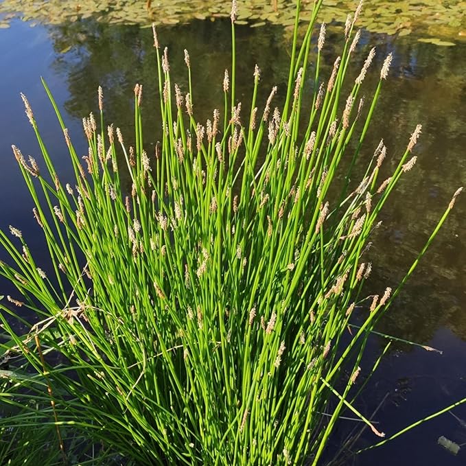 Chalily Creeping Spike Rush, a Great Live Pond Plant for Your Water Garden. Filters The koi and Goldfish Pond. Good for Bogs, Plant Shelf or Shallow Water This marginal Aquatic is a Real Beauty