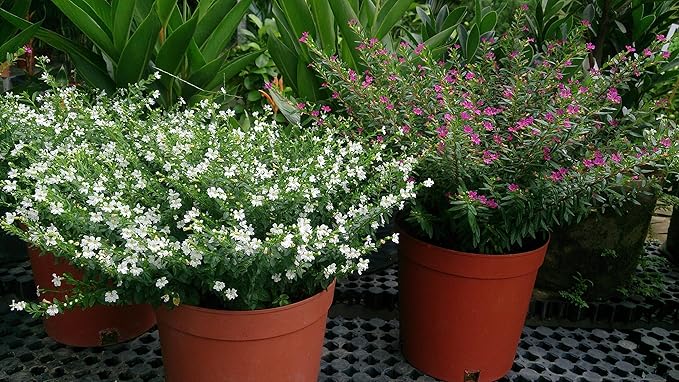Mexican Heather Alba Live Plants, White Flowers, 3.5 inch Pot, 2 Pack