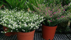Mexican Heather Alba Live Plants, White Flowers, 3.5 inch Pot, 2 Pack