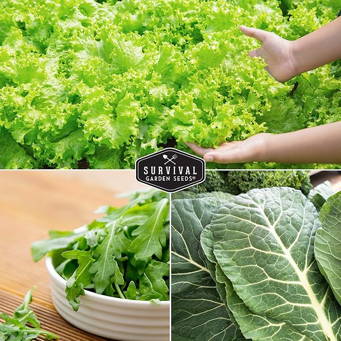 Leafy Greens Seeds Variety Pack – 5 Heirlooms: Viroflay Spinach, Arugula, Lacinato Kale, Salad Bowl Lettuce & Rainbow Swiss Chard – Cool Season Garden Collection - Survival Garden Seeds