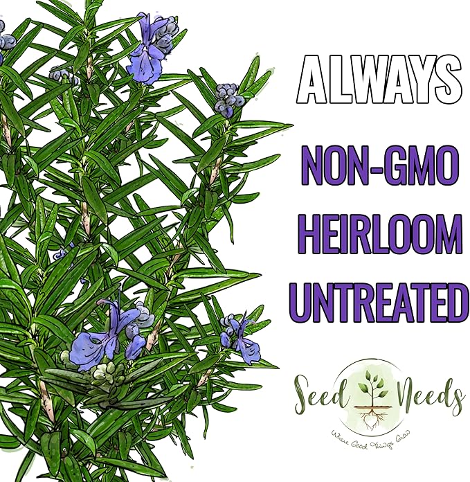 Seed Needs Rosemary Seeds for Planting - Non-GMO Heirloom & Untreated Perennial Herbs to Plant a Medicinal & Culinary Kitchen Garden Indoors or Outdoors (1 Pack)
