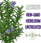 Seed Needs Rosemary Seeds for Planting - Non-GMO Heirloom & Untreated Perennial Herbs to Plant a Medicinal & Culinary Kitchen Garden Indoors or Outdoors (1 Pack)