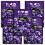 Alyssum Seeds for Planting - Sweet Royal Carpet Purple Variety - Fragrant Perennial Flower & Ground Cover - Heirloom Non-GMO - Survival Garden Seeds (5 Packs)