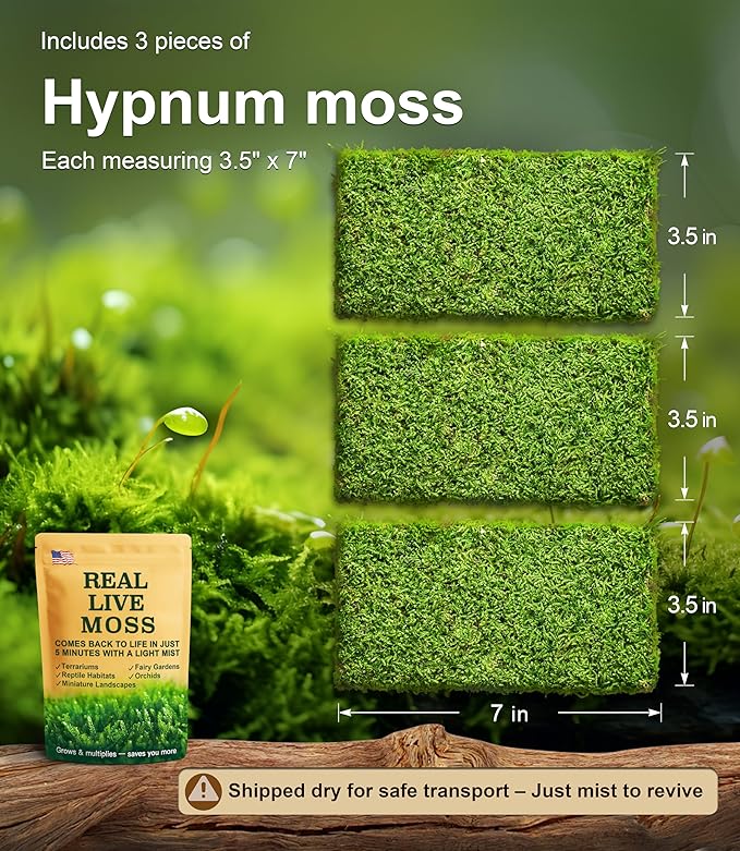 Real Live Hypnum Moss (8"x8") – Natural Sheet Moss for Terrariums, Bonsai, Reptile Habitats & Fairy Gardens – Reusable, Easy to Shape & Revives Quickly with Mist