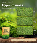 Real Live Hypnum Moss (8"x8") – Natural Sheet Moss for Terrariums, Bonsai, Reptile Habitats & Fairy Gardens – Reusable, Easy to Shape & Revives Quickly with Mist