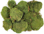 SuperMoss (21537) Mood Moss – Natural Moss for Home Decor, Terrariums, Floral Arrangements, and Craft Projects, 1,564 cu in, Dried
