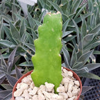 Hylocereus undatus Pitahaya Dragon Fruit Cutting Cacti Cactus Succulent Real Live Plant