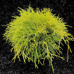 Gold Mop, 1 Gallon