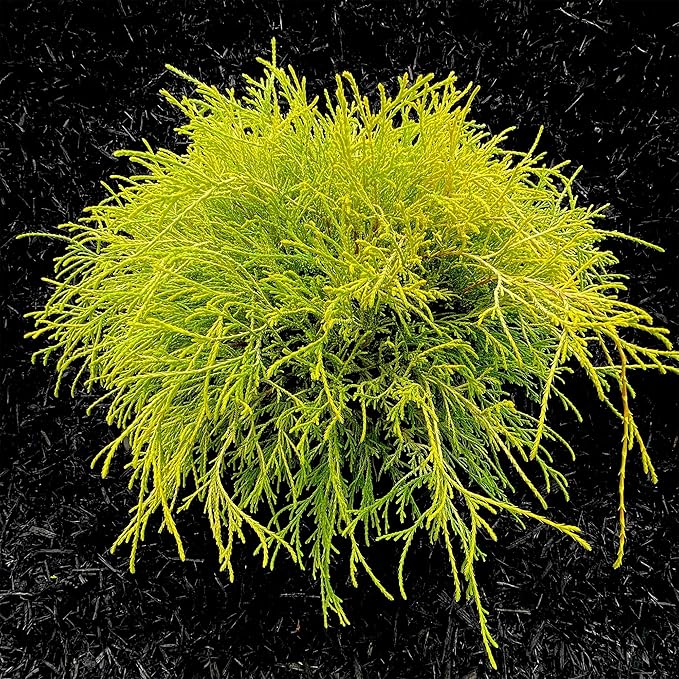 Gold Mop, 1 Gallon