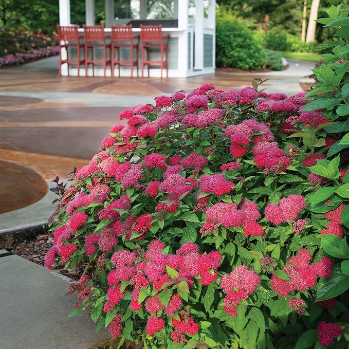 Proven Winners 2 Gal. Double Play Doozie Spirea Shrub