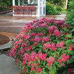 Proven Winners 2 Gal. Double Play Doozie Spirea Shrub