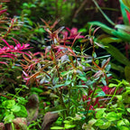 SubstrateSource Live Aquarium Stem Plants - Freshwater Aquatic Plant for Fish Tanks, Aquascaping - (Needle Leaf Ludwigia Arcuata, 1 Bunch)