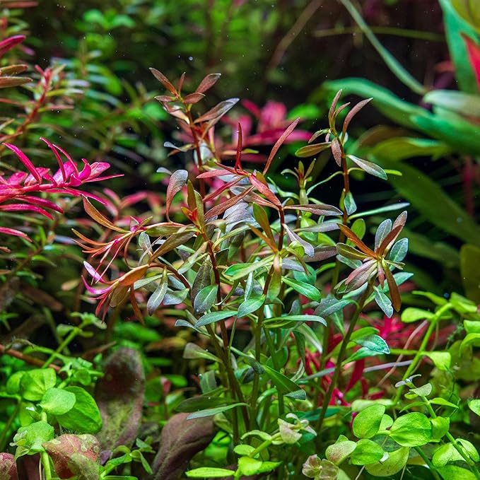SubstrateSource Live Aquarium Stem Plants - Freshwater Aquatic Plant for Fish Tanks, Aquascaping - (Needle Leaf Ludwigia Arcuata, 4 Bunches)
