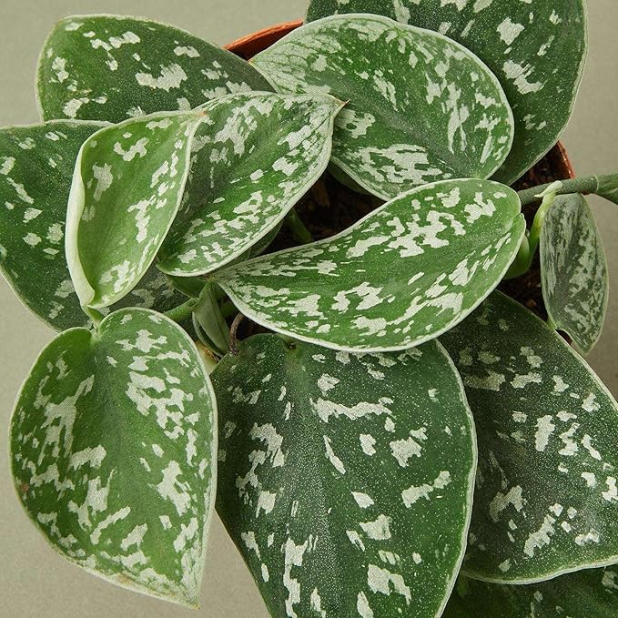 Pothos Satin Live Plant for Indoor | Different Houseplants in 4'' & 6'' Pot | Real House Plant for Living Room, Office, Desk & Bathroom | Silver Vine | Scindapsus Ictus Argyraeus