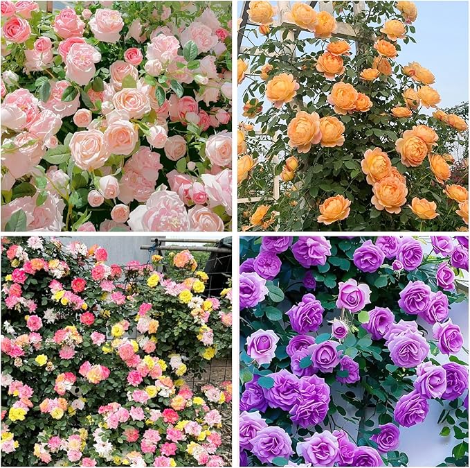 315+ Mixed Color Climbing Rose Rosa Seeds for Planting-Heirloom Garden Vine Home Landscape