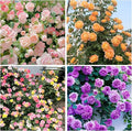 315+ Mixed Color Climbing Rose Rosa Seeds for Planting-Heirloom Garden Vine Home Landscape
