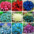 345+ USA PERMIUM Rare Hosta Seed for Planting Outdoors Garden Flowers Open Pollinated Non-GMO Heirloom