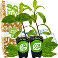 Longevity Spinach Live Plant - Gynura procumbens - Wellspring Gardens Nutrient-Rich Live Vegetable Plants - Vibrant & Healthy Plants, Easy to Grow & Maintain (2-Pack)