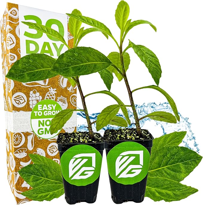 Longevity Spinach Live Plant - Gynura procumbens - Wellspring Gardens Nutrient-Rich Live Vegetable Plants - Vibrant & Healthy Plants, Easy to Grow & Maintain (2-Pack)