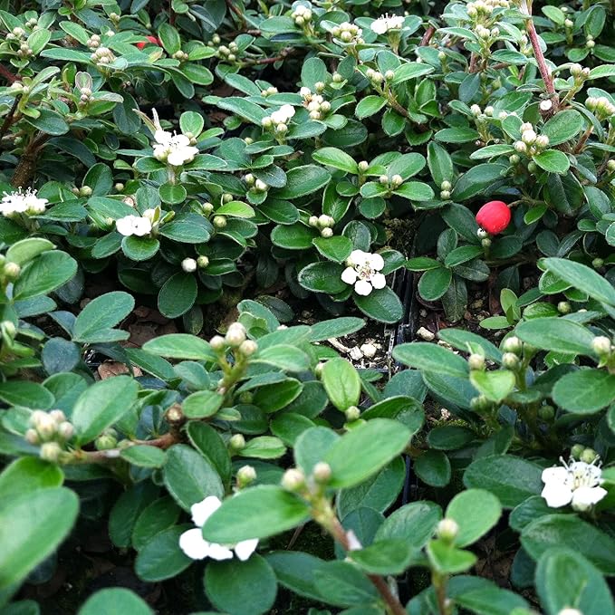 RedCrocus Coral Beauty Cotoneaster- Evergreen Ground Cover, Drought Tolerant, Pet Safe, Low Maintenance Plant for Landscaping & Erosion Control 3 Gallon