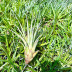 ragnaroc Air Plants - Tillandsia Fasciculata Tricolor, Large 4-6" - 3ct - Live Arrival Guaranteed - House Plants for Home Decor & Gift