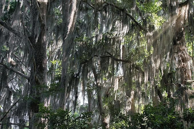 ragnaroc Tillandsia Usneoides ‘Thick-Colombian Spanish Moss’ - ragnaroc Indoor Tropical Plant 16” / 6 oz - Live Arrival Guaranteed - Live Air Plant & House Plants for Home Decor & Gift