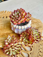 FWPP Succulents Plants Live Echeveria ‘Red Flame’,Mini Succulents Red 3 inches Mini Succulents,Bare Root Without Pot,Succulent Plant Live Decoration Plant Gifts