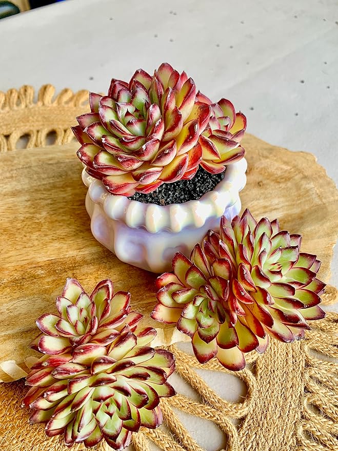 FWPP Succulents Plants Live Echeveria ‘Red Flame’,Mini Succulents Red 3 inches Mini Succulents,Bare Root Without Pot,Succulent Plant Live Decoration Plant Gifts