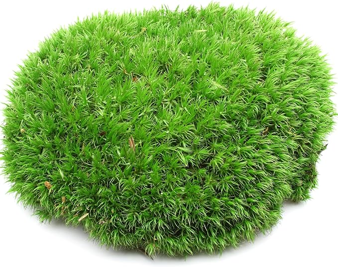 Fresh Real Live Moss Variety Pack for Orchids & Mini Landscapes DIY Terrariums, Bonsai, Reptile Habitats & Potted Plants | Revives Quickly with Mist, Soft Green Texture (Whole 8"x8" Leucobryum Moss)