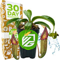 Miranda Carnivorous Pitcher Plant - Nepenthes Miranda - Wellspring Gardens Starter Plant - Unique & Exotic Tropical for Indoor/Outdoor Growing & Planting - Easy to Grow, Great for Nature Lovers