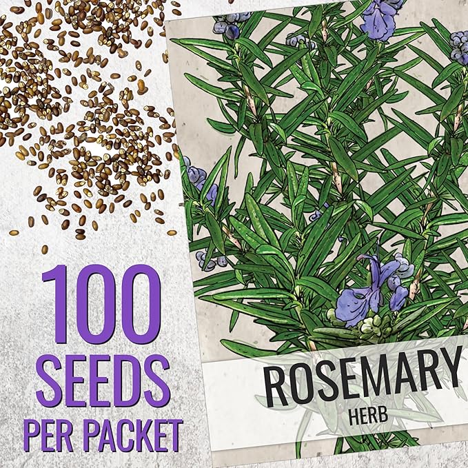 Seed Needs Rosemary & Thyme Seeds for Planting Fresh Kitchen Herbs - Non-GMO Heirloom & Untreated Perennial Herb Seed to Plant a Culinary Garden Indoors or Outdoors (2 Pack Duo)