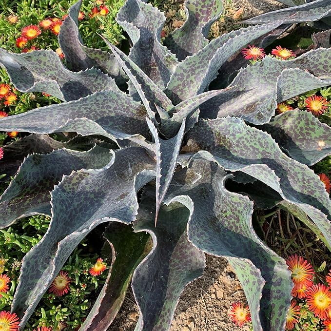 Catch a Wave Mangave, Live Plant in 3" Grower Pot, Easy Care, Houseplant