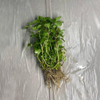 Chalily Water Mint, a Great Live Pond Plant for Your Water Garden. Filters The koi and Goldfish Pond. Good for Bogs, Plant Shelf or Shallow Water This marginal Aquatic is a Real Beauty