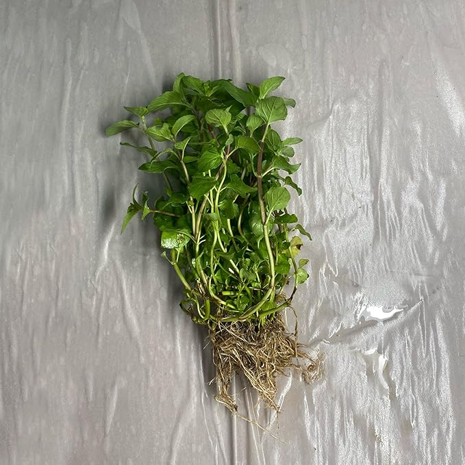 Chalily Water Mint, a Great Live Pond Plant for Your Water Garden. Filters The koi and Goldfish Pond. Good for Bogs, Plant Shelf or Shallow Water This marginal Aquatic is a Real Beauty