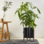D'vine Dev Planter Pot with Stand - 10 Inch Plastic Cylinder Flower Pot with Wood Planter Holder for Indoor, Matte Black Pot + Walnut Color Stand, 55-C-L-2