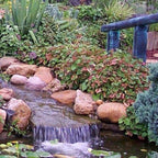 Chalily Chameleon Plant, a Great Live Pond Plant for Your Water Garden. Filters The koi and Goldfish Pond. Good for Bogs, Plant Shelf or Shallow Water This marginal Aquatic is a Real Beauty