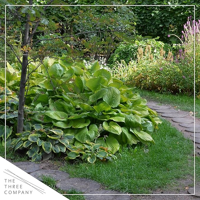 Live Perennial Hosta - Assorted Varieties (3 Plants Per Pack) Beautiful Accent Plant, 10" Tall by 4" Wide in 1 Qt Pot