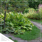 Live Perennial Hosta - Assorted Varieties (3 Plants Per Pack) Beautiful Accent Plant, 10" Tall by 4" Wide in 1 Qt Pot