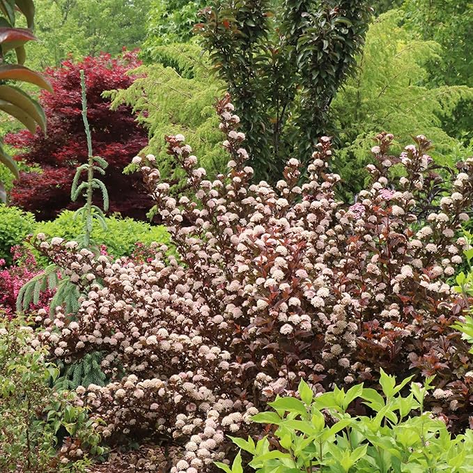 Proven Winners Summer Wine ROS Ninebark (Physocarpus opulifolius) Live Plant, 4.5" Qt, 4 Pack