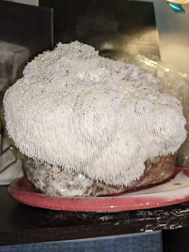 Mushroom Man LLC, Lion's Mane Mushroom Kit