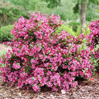Proven Winners Sonic Bloom Punch Weigela (Florida) Live Plant, 4.5" Qt