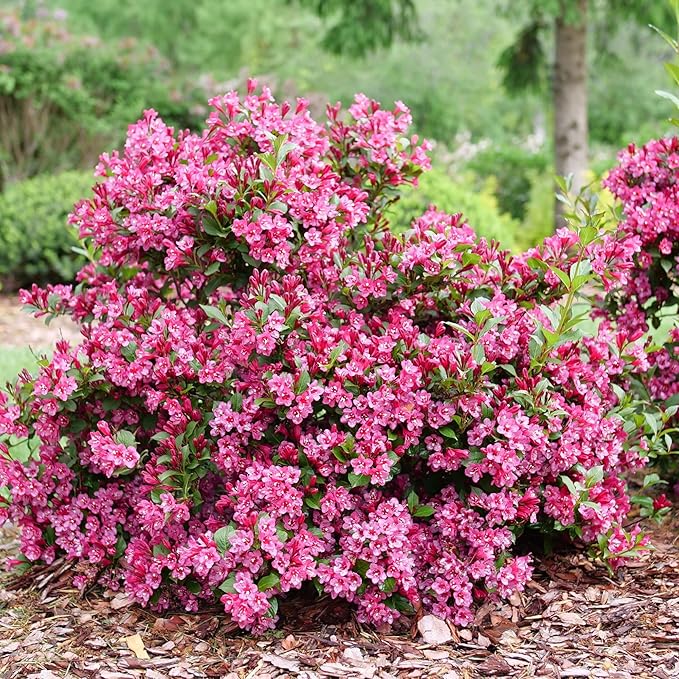 Proven Winners Sonic Bloom Punch Weigela (Florida) Live Plant, 4.5" Qt