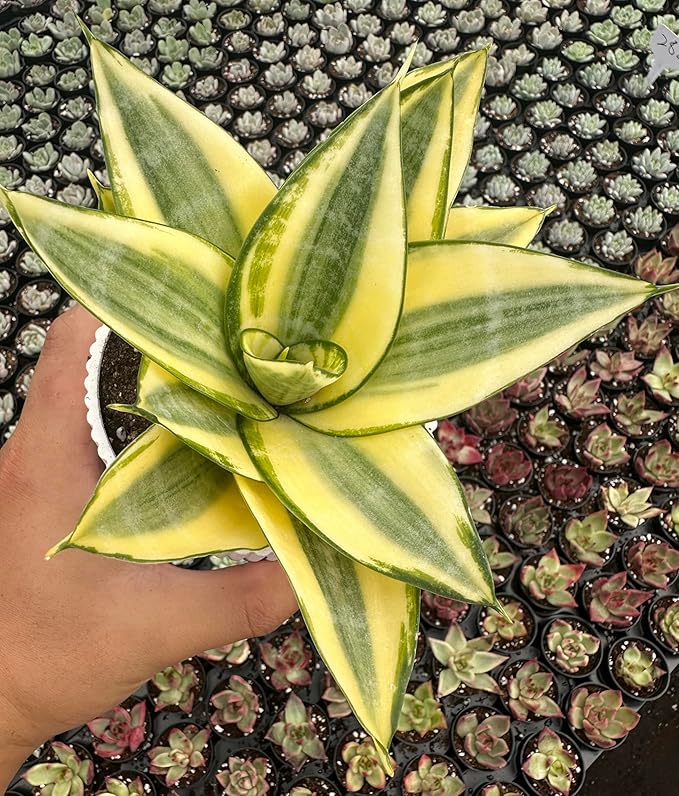 Sprout N Green Sansevieria 'Golden Hahnii' with White Stripe Pot, Live Snake Plant Fully Rooted in 4" Planter with Soil, Home Office Indoor Outdoor Wedding Decoration DIY Projects Party Favor