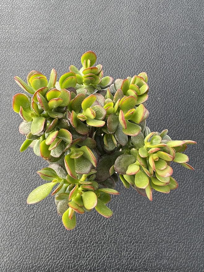 Sprout N Green Dwarf Jade with White Stripe Pot, Live Crassula Ovata Crosby's Compact, Rare Cute Succulent Plant in 4" Planter, Home Office Décor
