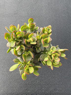 Sprout N Green Dwarf Jade with White Stripe Pot, Live Crassula Ovata Crosby's Compact, Rare Cute Succulent Plant in 4" Planter, Home Office Décor