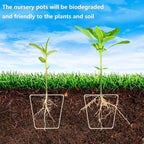 PURPLE STAR 1N 20 Pcs Biodegradable Nursery Pots with Humidity Dome- 2.3 Inch Square Seeding Starter Pot for Planting- Peat Pots for Seedlings Garden Vegetable Flower Germination