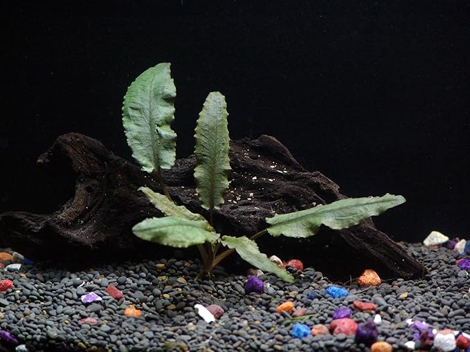 10 Species Live Aquarium Plants Package - Microsorum Java Fern, Swords, Vallisneria and More!