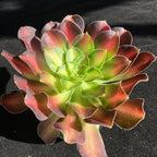 FWPP Succulents Plants Live Echeveria Aeonium Shaohua,Mini Succulents Red 3 inches Mini Succulents,Bare Root Without Pot,Succulent Plant Live Decoration Plant Gifts
