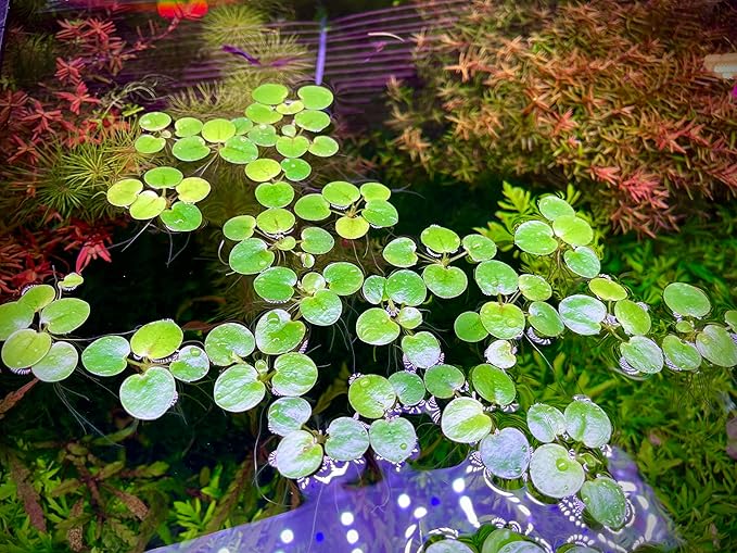 Amazon Frogbit, Limnobium laevigatum, Live Aquarium/Aquatic/Freshwater/Floating/Pond Plant/Planted Tank/Aquascaping/Paludarium by Aquarium Plant Center (24 Plants (72+ Leaves))